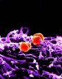 gonococcal-lymphocyte interaction