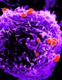 gonococcal-lymphocyte interaction